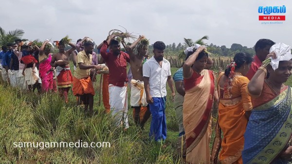 தமிழர் பாரம்பரிய முறையில் நெல் அறுவடை! 