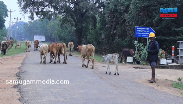 மேய்ச்சல் தரவையினை இன்றி அல்லல்படும் மாந்தை கிழக்கு கால்நடை வளர்ப்பாளர்கள்! SamugamMedia 