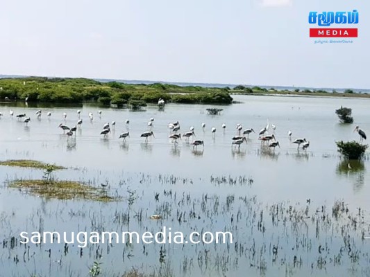 யாழ்ப்பாணத்தை நோக்கி படையெடுக்கும் வெளிநாட்டு பறவையினங்கள்!SamugamMedia 