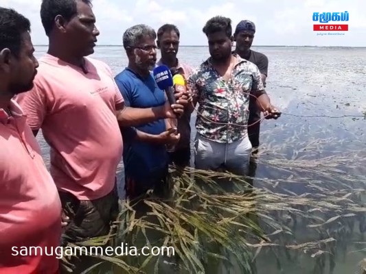 இலங்கை கடலட்டை வேண்டும் - பாசையூர் கடற்றொழிலின் கூட்டுறவு சங்கத்தின் கடற்றொழிலாளர்கள் தெரிவிப்பு! SamugamMedia 