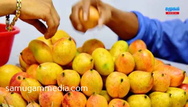 மாம்பழ பிரியர்களுக்கு மகிழ்ச்சியான செய்தி..! தபால் மூலம் வீட்டு வாசலுக்கு வரும் மாம்பழம்...!samugammedia 