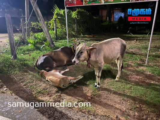 மாமாங்கேஸ்வரர் ஆலயத்திற்கு அருகில் துயரச்சம்பவம்...!கண்ணீருடன் நிற்கும் தாய்...!samugammedia 