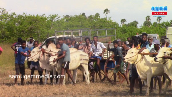 கரவெட்டி அபிவிருத்தி ஒன்றியத்தினால் மாட்டுவண்டி சவாரி போட்டி! samugammedia 