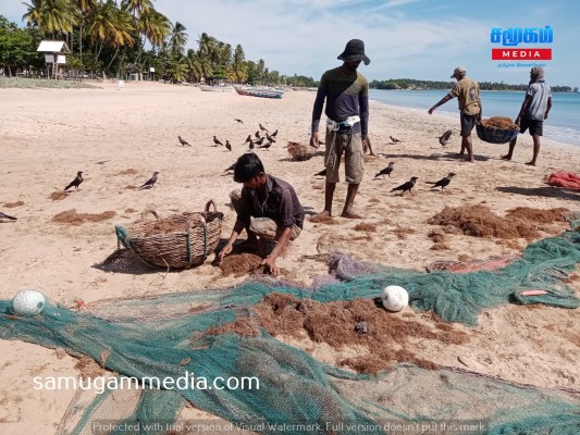 திருகோணமலை கடற்கரையில் கரையொதுங்கும் கடற்பாசிகள் - மீனவர்கள் அவதி! samugammedia 