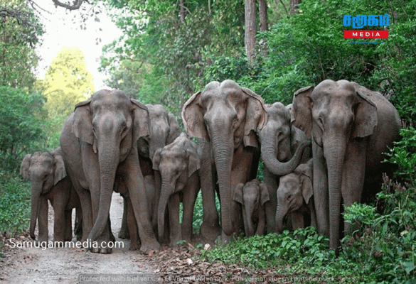 தொடரும் காட்டு யானை - மனித மோதல் - கட்டுப்படுத்த நடவடிக்கையில்லை - பொதுமக்கள் விசனம்...!samugammedia 