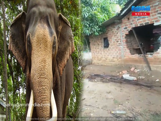 வீட்டுச்சுவரில் ஓட்டை போட்ட யானை; தெய்வாதீனமாக உயிர் தப்பிய சிறுவர்கள்...!samugammedia 