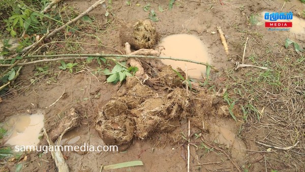 கிளிநொச்சியில் காட்டு யானைகளின் அட்டகாசம் - வாழ வழியின்றி தவிக்கும் மக்கள்! samugammedia 