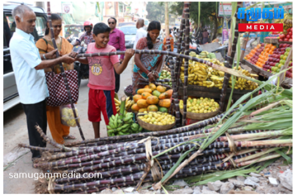 பொங்கலுக்கு தயாராகும் கிளிநொச்சி மக்கள்..!samugammedia 