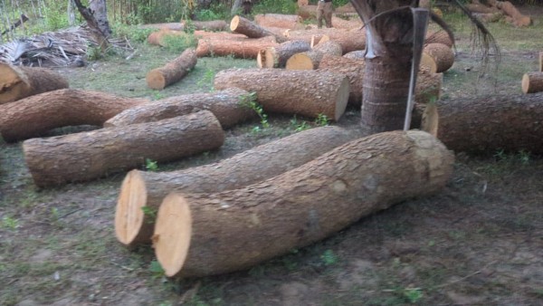 முல்லைத்தீவில் சட்டவிரோதமான முறையில் பதுக்கி வைக்கப்பட்டிருந்த 195 மரக் குற்றிகள் மீட்பு! 