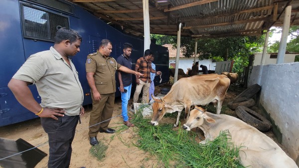 யாழில் சட்டவிரோத கொல்களத்தை முற்றுகையிட்ட பொலிஸார் - இறைச்சியாக்கப்படவிருந்த மாடுகள் மீட்பு 