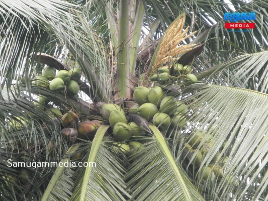 தெங்கு உற்பத்தி ஏற்றுமதி அதிகரிப்பு...! 