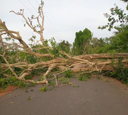 வீதியின் குறுக்கே மரம் விழுந்து போக்குவரத்து தடை! பயணிகள் விடுத்துள்ள வேண்டுகோள் 