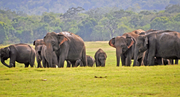 13 ஆண்டுகளின் பின் யானைகள் தொடர்பில் எடுக்கப்பட்ட நடவடிக்கை 