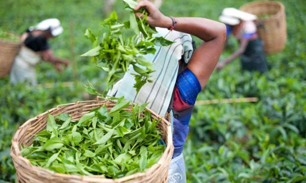 தேயிலை பயிர்ச்செய்கைக்கான  உர மானியம் அதிகரிப்பு 