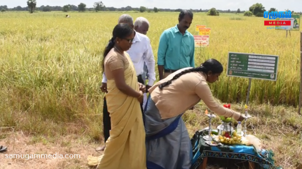 அக்கராயனில் பரசூட் முறை நெற் பயிர்ச்செய்கை அறுவடை நிகழ்வு..! 