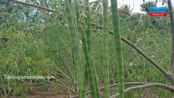 முருங்கைக்காய்க்கு உரிய விலை இன்மையால் செய்கையாளர்கள் பாதிப்பு 