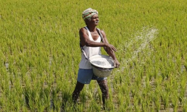 அதிகரிக்கப்பட்ட உர மானியத்தை இரண்டு கட்டங்களாக வழங்கத் தீர்மானம்! 