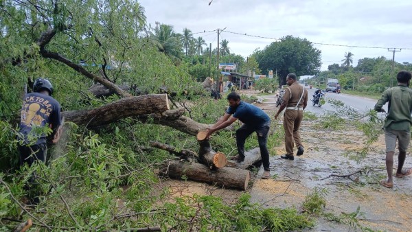 கடும் மழையால்  வீதியின் குறுக்கே விழுந்த மரம் - கிளிநொச்சியில் மின் இணைப்பு துண்டிப்பு 