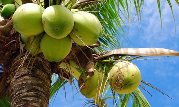 நாட்டின் தேங்காய் பற்றாக்குறைக்கு அதிக வெப்பமே காரணம் – பேராசிரியர் விளக்கம் 