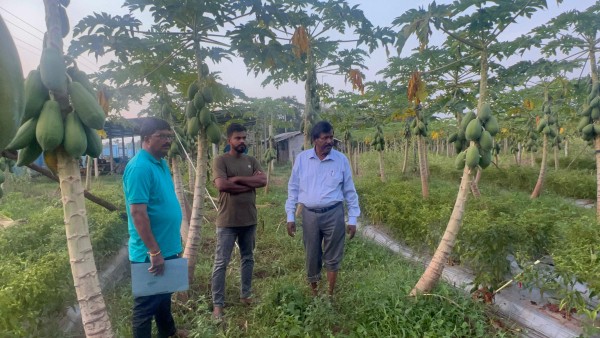 கனமழையால் வவுனியாவில் பப்பாசிப் பயிற்செய்கை பாதிப்பு; நிலமைகளை பார்வையிட்டார் ரவிகரன் எம்.பி 