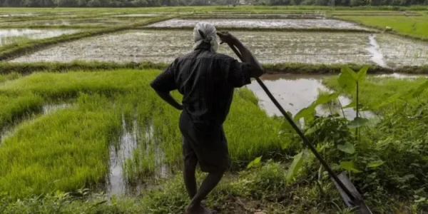 விவசாயிகளுக்கு ஜனவரி 05ம் திகதிக்குள் உரிய இழப்பீடு வழங்க ஏற்பாடு! 