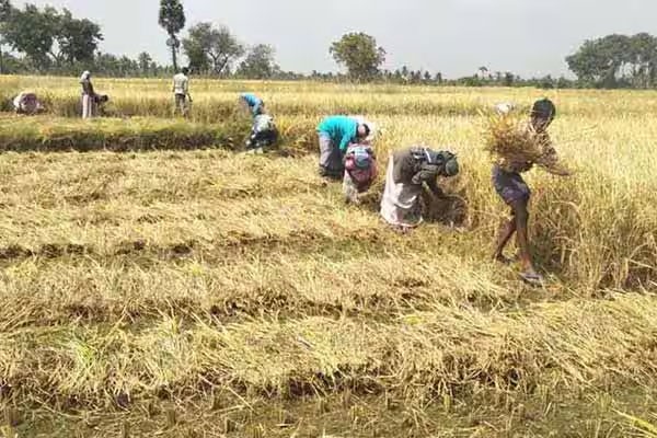 உரமானியம் பெற்றுக் கொண்டால் பாதி விளைச்சல் அரசாங்கத்துக்கு; வரப்போகும் புதிய சட்டம் 