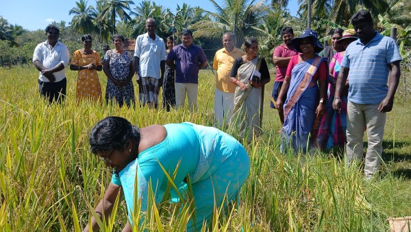 தர்மபுரம் பகுதியில் சிறப்பாக நடைபெற்ற வயல்விழா 