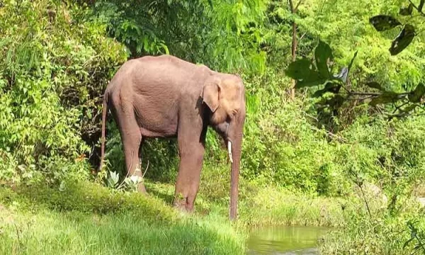 வாழைத்தார் வெட்டச் சென்றவருக்கு எமனாக வந்த காட்டு யானை 