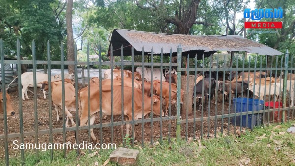 வவுனியா மாநகரசபையினால் 60க்கும் மேற்பட்ட கட்டாக்காலி மாடுகள் பிடிப்பு 