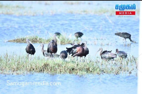 யாழில் முறையற்ற கழிவகற்றல் :உயிர்பல் பல்வகமைக்கு ஆபத்து- விலங்கியல் பேராசிரியர் தெரிவிப்பு! 
