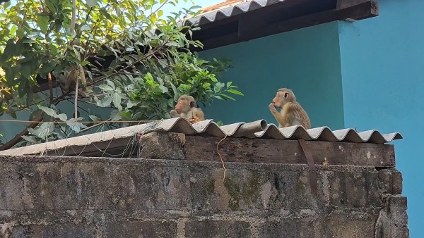 Cinesamugam
