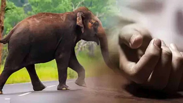 யானை தாக்குதலில் இளம் தாய் பலி; தெய்வாதீனமாக உயிர் தப்பிய 3 வயது குழந்தை 