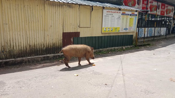 படையெடுக்கும் காட்டுப்பன்றி கூட்டங்கள்; கடும் நெருக்கடியில் விவசாயிகள்  மற்றும் கிராம மக்கள் 