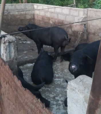 புதுக்குடியிருப்பு பகுதியில் சுகாதாரமற்ற முறையில் பன்றி வளர்ப்பு.! உரிமையாளருக்கு எதிராக சட்ட நடவடிக்கை 