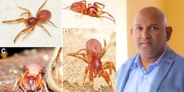 இலங்கைக்கு உரித்தான ஆறு புதிய சிலந்தி இனங்கள் கண்டுபிடிப்பு 