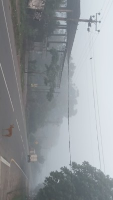 கிளிநொச்சியில் அதிக பனிமூட்டம்; மக்கள் இயல்பு வாழ்க்கை பாதிப்பு 